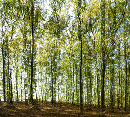 Laubwald-Holzwirtschaft