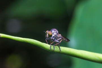 Macro close up insect animals wildlife. The Asilidae are the robber fly family, stays on branch or leaf in green background.