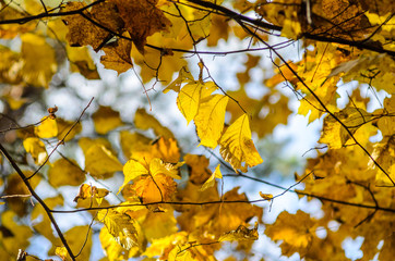 Branches of trees in an autumn park. Seasonal background. Texture of yellow tree crown in autumn