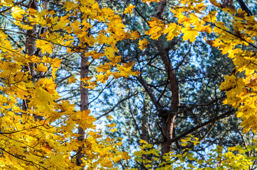 Fototapeta premium Maple branches with yellow leaves on a sky background in autumn forest