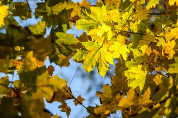 Fototapeta na wymiar Maple branches with yellow leaves on a sky background in autumn forest
