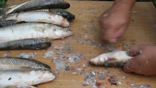 Cleaning fish in unsanitary conditions. Flies and wasps sit on the fish