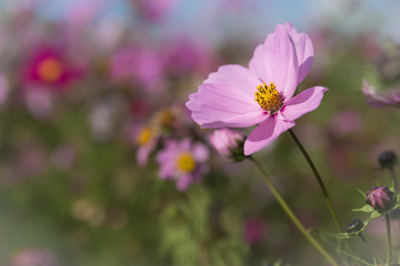 pink cosmos flower fields