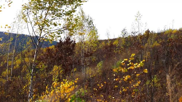 Birch in the autumn wind - (4K)