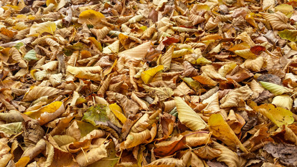 Colorful fall leaves background.
