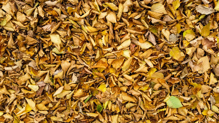 Colorful fall leaves background.
