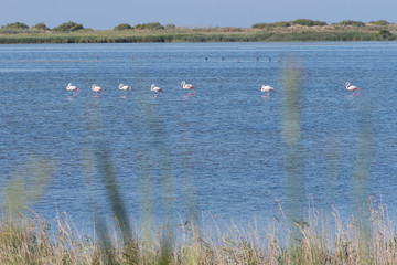 Paisaje del Delta del Ebro