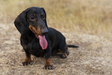 funny portrait of a dog (puppy) breed dachshund black tan with tongue in the autumn park