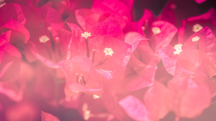 Closeup of bright red bougainvillea flowers.