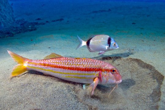 Mullus surmuletus 821, salmonete con mojarra