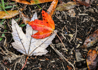 Fall leaf 4