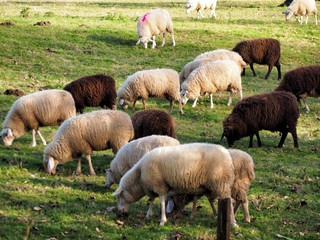 Schafherde auf einer Wiese