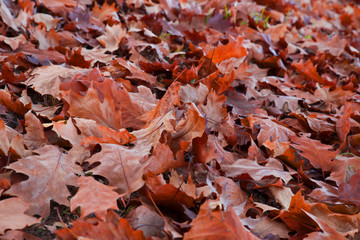 Autunno