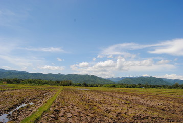 natural scenery on the edge of rice fields