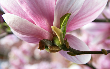 Fototapeta premium Magnolienblüte