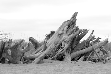 Driftwood Beach