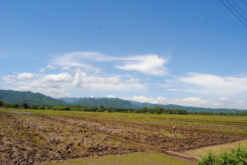 natural scenery on the edge of rice fields