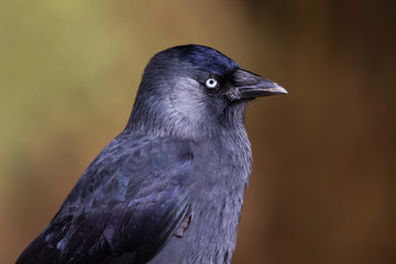 Jackdaw (Corvus monedula) portrait of the head