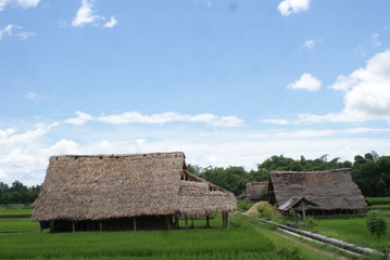 Fototapeta na wymiar natural scenery on the edge of rice fields