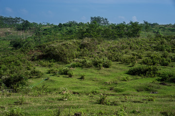 Green Field
