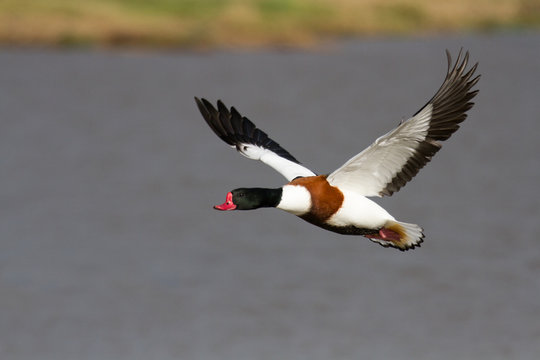 Common Shelduck (Tadorna tadorna) in flight