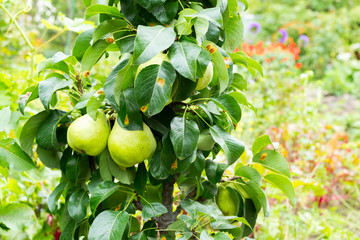 ripe pears on a tree