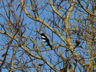 schwarzweißer Vogel im Baum