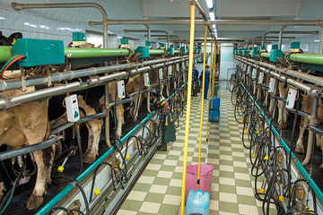 Pyljava, Ukraine – September 13, 2017: workers of a dairy farm feed cows in milking room in agroindustrial company "Gadz" in Ternopil region.