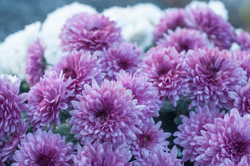 détail bouquet de chrysanthèmes violet