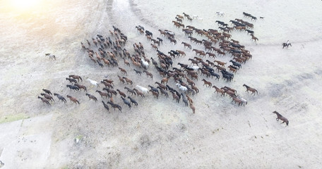 Top view aerial photo from drone of a plain with beautiful horses in sunny summer day in Turkey. Herd of thoroughbred horses. Horse herd run fast in desert dust against dramatic sunset sky. 