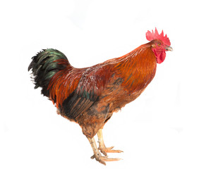 Red brown rooster isolated on white background