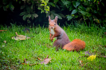 L'écureuil roux en automne