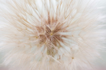 Aerial dandelion on white background. Relax, air. Copy space
