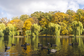 Autumn landscape with a lake and ducks