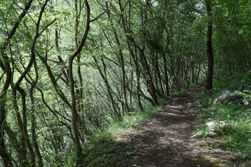 Fototapeta na wymiar forest pathway sentiero nel bosco