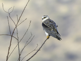 Black-winged Kite