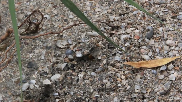 Sceliphron spirifex is a species of sphecid wasp on sandy-clay shore