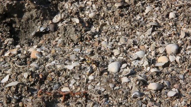 Sceliphron spirifex is a species of sphecid wasp on sandy-clay shore