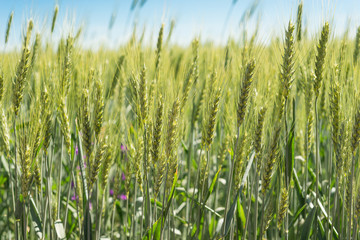 Obraz premium Green field of rye in the summer sun.