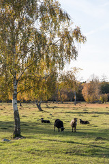 Fototapeta premium Sheep in a colorful landscape