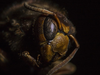 Hornet close-up, dead animal (Vespa crabro)