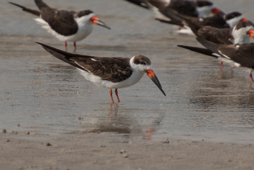 black skimmer