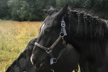 portrait of a black horse in a bridle with pigtails