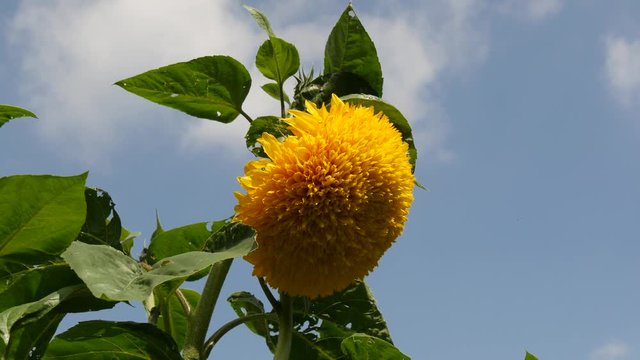Fiore di dalia gialla