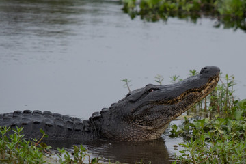 alligator