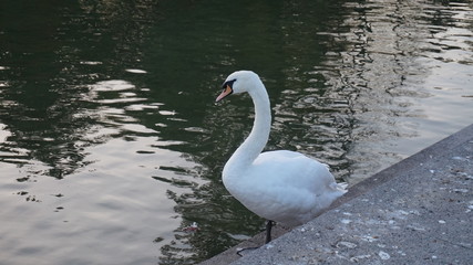 Schwan