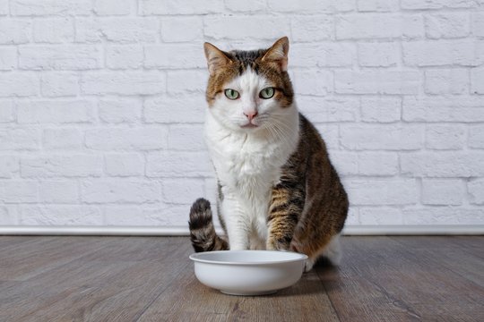 Alte, getigerte Katze wartet vor Futternapf.
