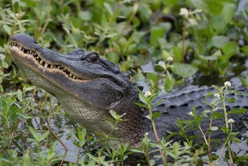 alligator