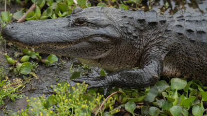 alligator