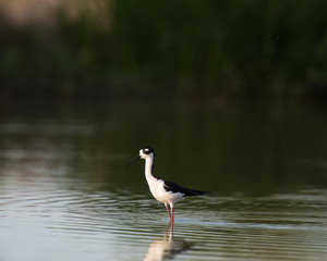 stilt